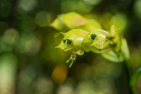 雨后小鸟花关上了图片