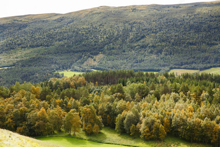 风景与森林和山在挪威