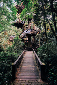 巴西, 库里里的德国公园。Vyoska 木梯在高大的绿树间