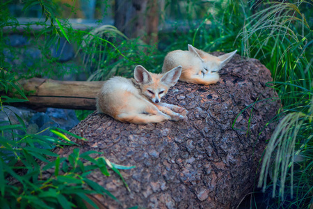 两只懒惰的沉睡的沙漠狐狸