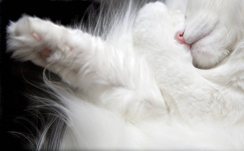 可爱的白猫睡在床上