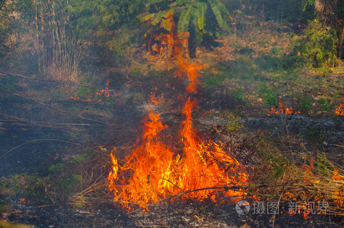 森林大火, 野火燃烧树红色和橙色的颜色在下午在森林中的烟雾和火焰.