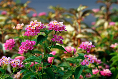 粉红色马缨丹花, Phakakrong 泰语词 绽放小春天在绿色美丽和新鲜的背景