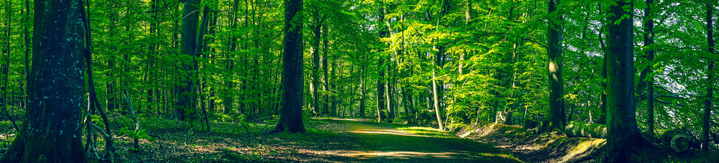 在春天的绿颜色的森林照片