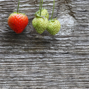 特写四草莓在分支一成熟和三绿色, 在老灰色木制背景, 正方形框架, 上部看法, 拷贝空间