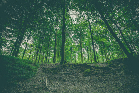 森林风景与绿色山毛榉树