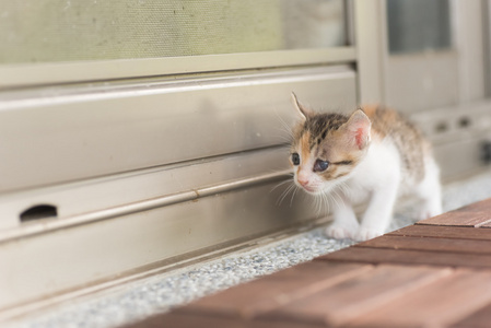 宝贝猫步行