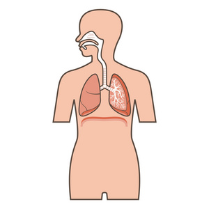 呼吸系统的插图