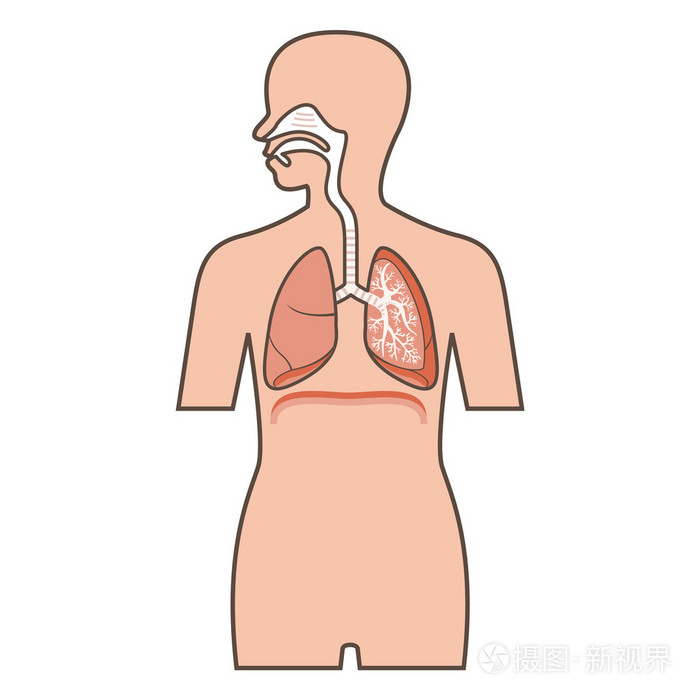 呼吸系统简笔画 卡通图片