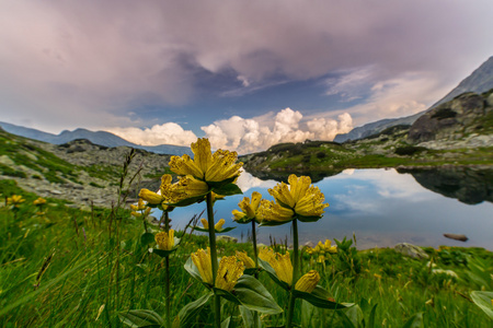 美丽的山风光在特兰西瓦尼亚阿尔卑斯山的夏天