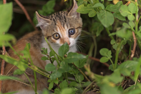 猫躲在草地上