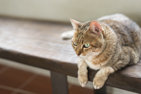 猫坐在板凳上