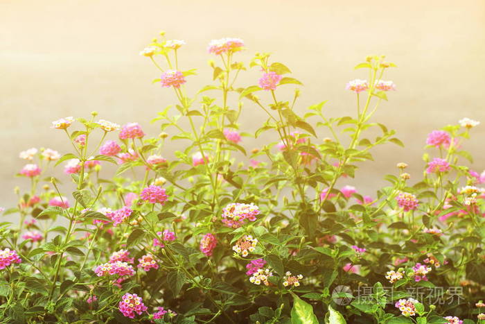 粉红色马缨丹花, Phakakrong 泰语词 绽放小春天在绿色美丽和新鲜的背景