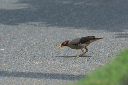 银行 myna 鸟在路上吃东西照片