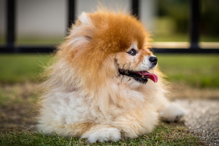 博美犬狗在草坪上