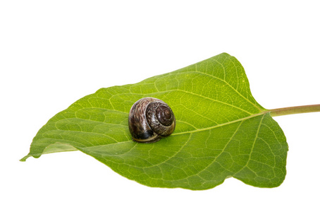慢慢的爬上绿叶小棕色蜗牛