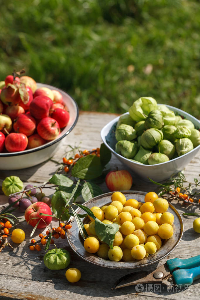 家庭水果和浆果的新鲜收获在花园的木桌上苹果李子锦沙棘在绿色植物的