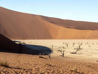 Deadvlei, 纳米比亚的死树