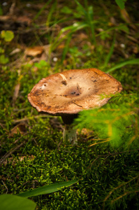 在松树林中蘑菇