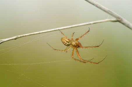 昆虫的夏季活动。蜘蛛织网
