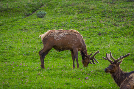 草原上有天鹅绒鹿角的麋鹿的户外景观照片