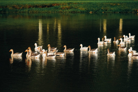 巴西, 库里的公园, 鸭子在湖里游泳。晚上, 夏天, 绿草