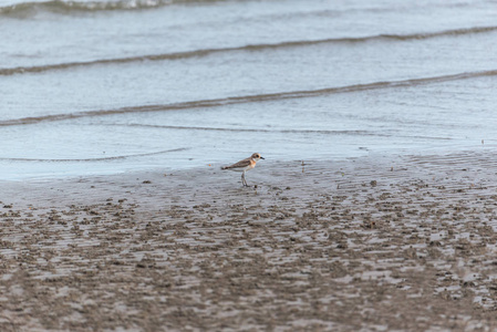 鸟 更大的沙子船, Charadrius leschenaultii 是一个小鸻在小船家庭鸟在海在自然狂放