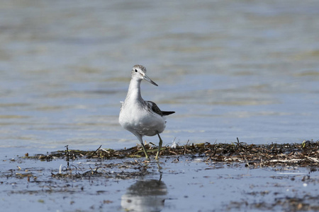 自然栖息地的常见 greenshank