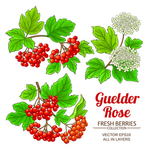 guelder 玫瑰植物矢量设置白色背景