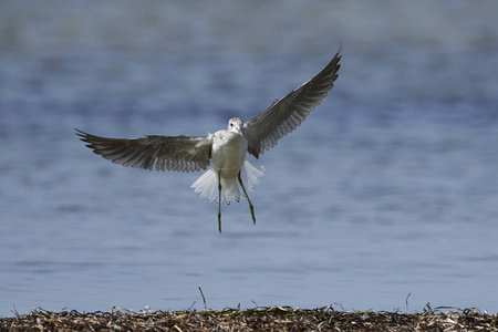 自然栖息地的常见 greenshank