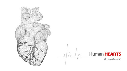 在白色背景上的人类的心脏解剖