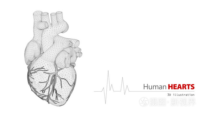 在白色背景上的人类的心脏解剖
