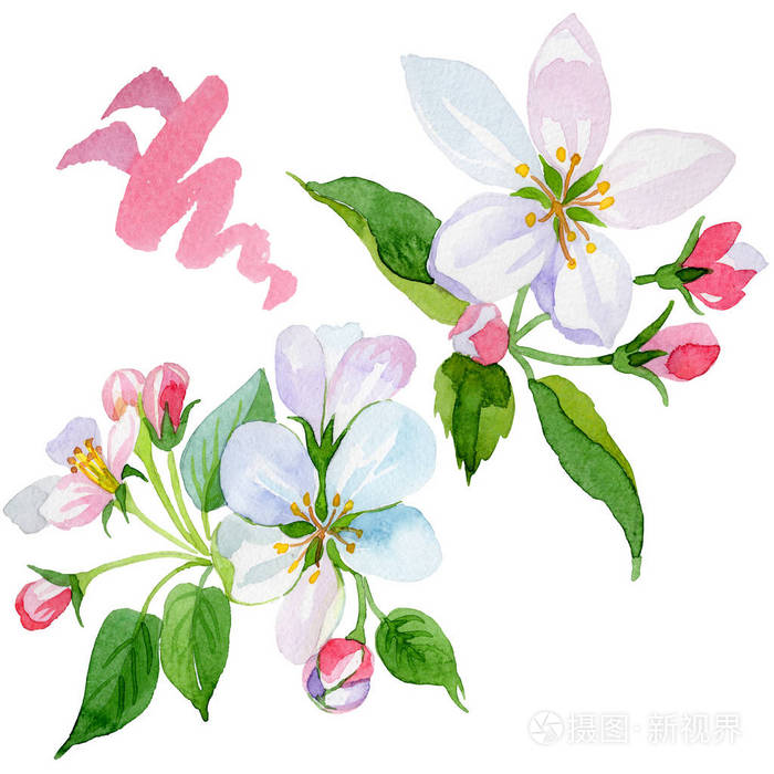 水彩苹果花.花卉植物花.独立的插图元素.