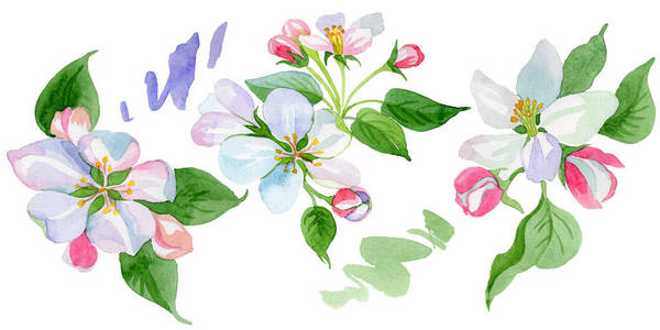 苹果的花卉图案水彩苹果花.花卉植物花.独立的插图元素.