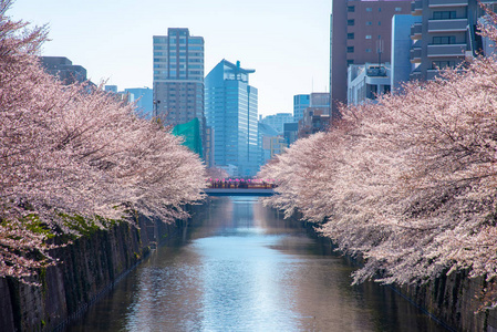 日本目黑区河东京樱花季节图片