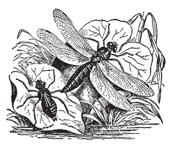 龙飞和若虫是属于订单蜻蜓复古线画或雕刻插图的一种昆虫类型。
