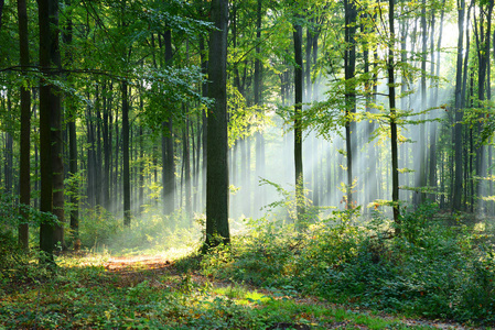冥想薄雾美丽的早晨阳光在薄雾森林里照片