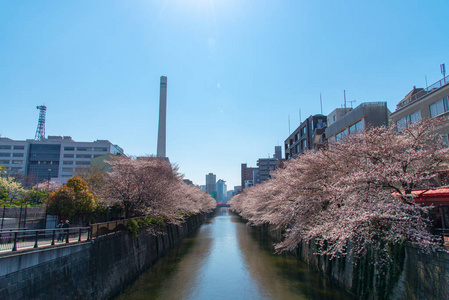 日本目黑区河东京樱花季节图片