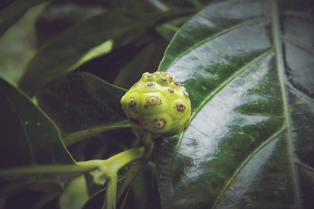 戟 citrifolia, 诺丽。是咖啡家族中的一棵果树, 茜草科。其原产范围遍及东南亚, 并已用于传统医学