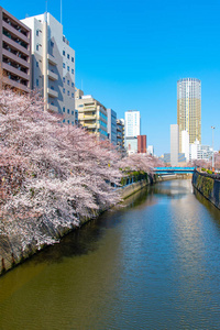 日本目黑区河东京樱花季节