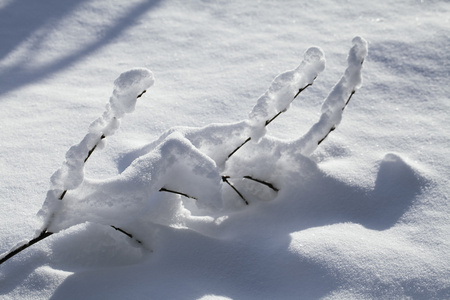 在雪中的分支