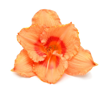 天百合美丽娇嫩的花朵被隔绝在白色背景上。鲜艳的橙色。平躺, 顶部视图