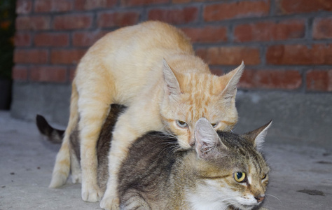 交配家养的猫.动物的自然行为照片