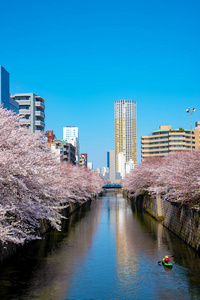 日本目黑区河东京樱花季节