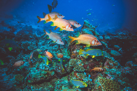 印度洋彩色明亮软珊瑚和鱼类的水下图像照片