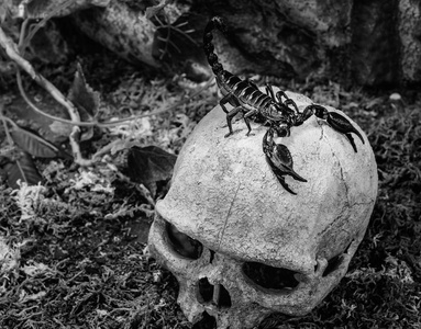 蝎子死亡跟踪狂图片