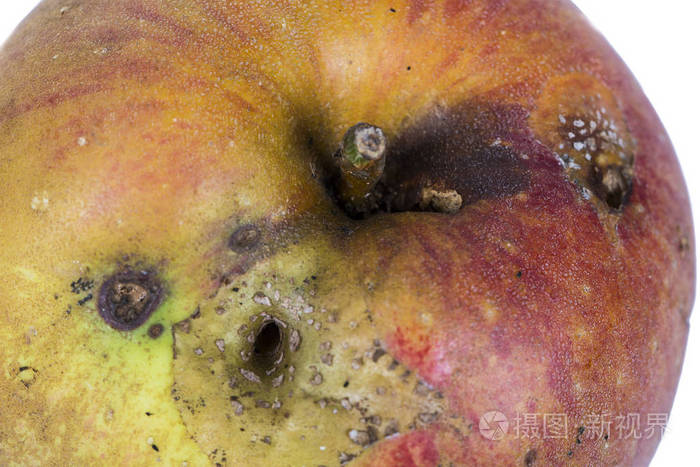 苹果蠹蛾cydia蠹的特写在虫苹果中白色背景写作地点