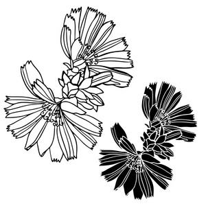 美丽的植物载体与菊苣花.在白色背景上隔离的元素.黑白相间的风格.