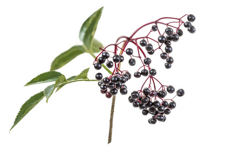 欧洲黑接骨木莓照片