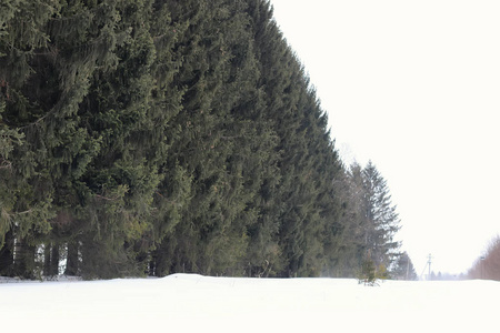 冬季森林景观阳光和雪